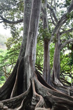 KOLOA HI - 21 AUG: 21 Ağustos 2021 'de ABD' nin Kauai kentindeki Allerton Gardens Ulusal Tropikal Botanik Bahçesinde Moreton Bay Fig Trees görüldü. Bu ağaçlar 