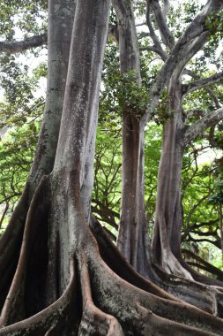 KOLOA HI - 21 AUG: 21 Ağustos 2021 'de ABD' nin Kauai kentindeki Allerton Gardens Ulusal Tropikal Botanik Bahçesinde Moreton Bay Fig Trees görüldü. Bu ağaçlar 
