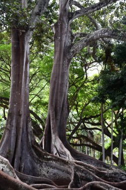 KOLOA HI - 21 AUG: 21 Ağustos 2021 'de ABD' nin Kauai kentindeki Allerton Gardens Ulusal Tropikal Botanik Bahçesinde Moreton Bay Fig Trees görüldü. Bu ağaçlar 