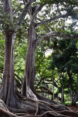 KOLOA HI - 21 AUG: 21 Ağustos 2021 'de ABD' nin Kauai kentindeki Allerton Gardens Ulusal Tropikal Botanik Bahçesinde Moreton Bay Fig Trees görüldü. Bu ağaçlar 