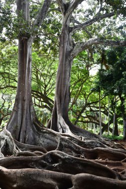 KOLOA HI - 21 AUG: 21 Ağustos 2021 'de ABD' nin Kauai kentindeki Allerton Gardens Ulusal Tropikal Botanik Bahçesinde Moreton Bay Fig Trees görüldü. Bu ağaçlar 