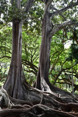 KOLOA HI - 21 AUG: 21 Ağustos 2021 'de ABD' nin Kauai kentindeki Allerton Gardens Ulusal Tropikal Botanik Bahçesinde Moreton Bay Fig Trees görüldü. Bu ağaçlar 