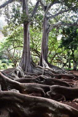 KOLOA HI - 21 AUG: 21 Ağustos 2021 'de ABD' nin Kauai kentindeki Allerton Gardens Ulusal Tropikal Botanik Bahçesinde Moreton Bay Fig Trees görüldü. Bu ağaçlar 