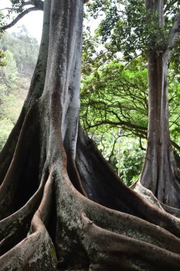 KOLOA HI - 21 AUG: 21 Ağustos 2021 'de ABD' nin Kauai kentindeki Allerton Gardens Ulusal Tropikal Botanik Bahçesinde Moreton Bay Fig Trees görüldü. Bu ağaçlar 