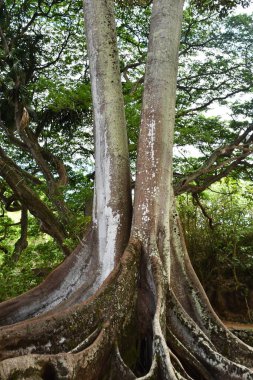 KOLOA HI - 21 AUG: 21 Ağustos 2021 'de ABD' nin Kauai kentindeki Allerton Gardens Ulusal Tropikal Botanik Bahçesinde Moreton Bay Fig Trees görüldü. Bu ağaçlar 