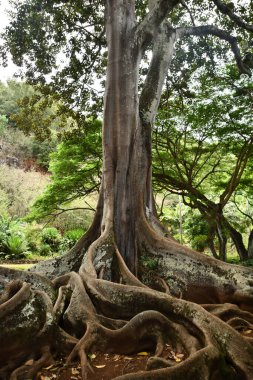 KOLOA HI - 21 AUG: 21 Ağustos 2021 'de ABD' nin Kauai kentindeki Allerton Gardens Ulusal Tropikal Botanik Bahçesinde Moreton Bay Fig Trees görüldü. Bu ağaçlar 