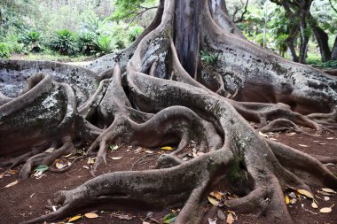 KOLOA HI - 21 AUG: 21 Ağustos 2021 'de ABD' nin Kauai kentindeki Allerton Gardens Ulusal Tropikal Botanik Bahçesinde Moreton Bay Fig Trees görüldü. Bu ağaçlar 