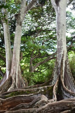 KOLOA HI - 21 AUG: 21 Ağustos 2021 'de ABD' nin Kauai kentindeki Allerton Gardens Ulusal Tropikal Botanik Bahçesinde Moreton Bay Fig Trees görüldü. Bu ağaçlar 