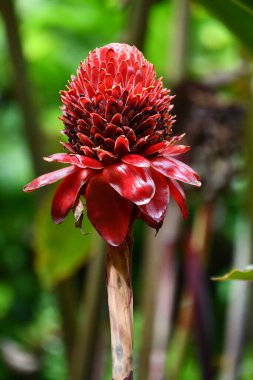 Bir Kırmızı Fener Zencefil Çiçeği