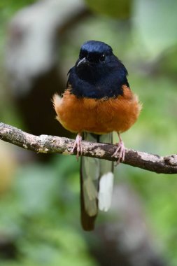 Küçük bir Shama Thrush kuşu