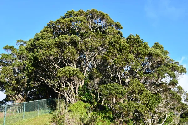 Vue Depuis Belvédère Puu Kila Parc État Canyon Waimea Sur — Photo