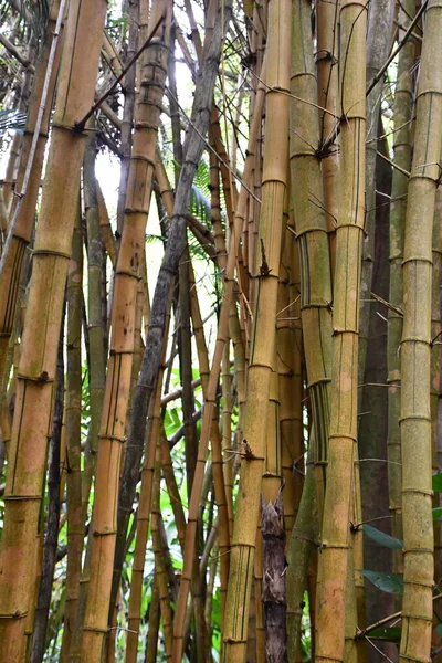 Bamboo plant in the Wild