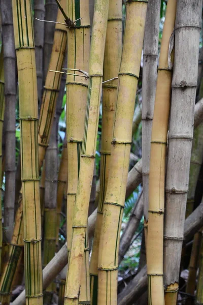 Bamboo plant in the Wild