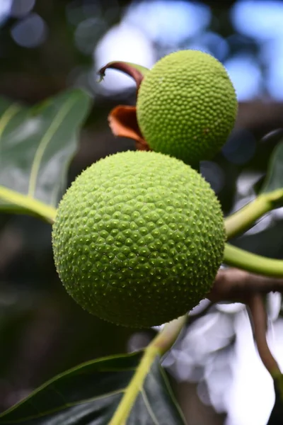 Breadfruit Growing Tree — Stock Photo, Image
