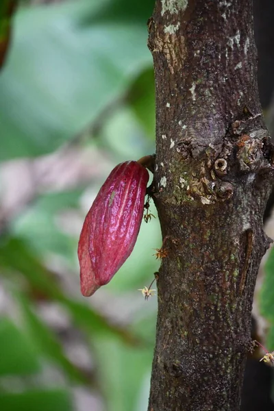 Cacao Pod Tree — стоковое фото