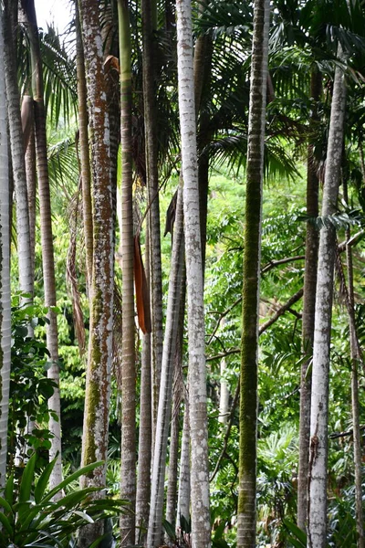 KOLOA HI - 21 AUG - Allerton Garden - Hawaii 'de Koloa' da Ulusal Tropikal Botanik Bahçesi, 21 Ağustos 2021 'de görüldüğü gibi.