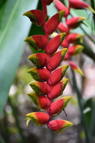 Hanging Heliconia Hummer Claw Blume — Stockfoto