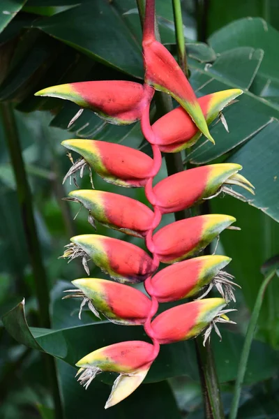 Hanging Heliconia Lagosta Garra Flor — Fotografia de Stock