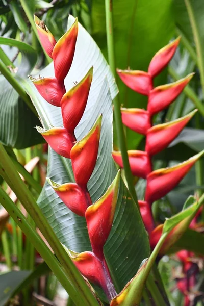 Hanging Heliconia Hummer Claw Blume — Stockfoto