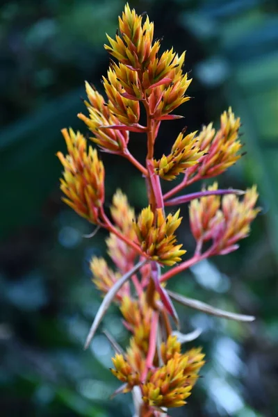 Hawaii Deki Heliconia Tropikal Çiçekleri — Stok fotoğraf