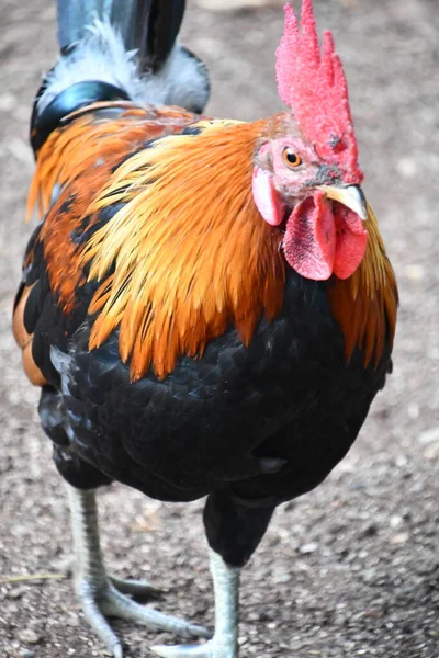 Цветная Курица Гавайях — стоковое фото