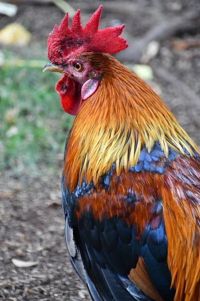 Een Kleurrijke Kip Hawaii — Stockfoto