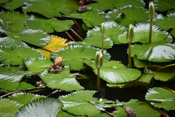 Lilienkissen Teich — Stockfoto