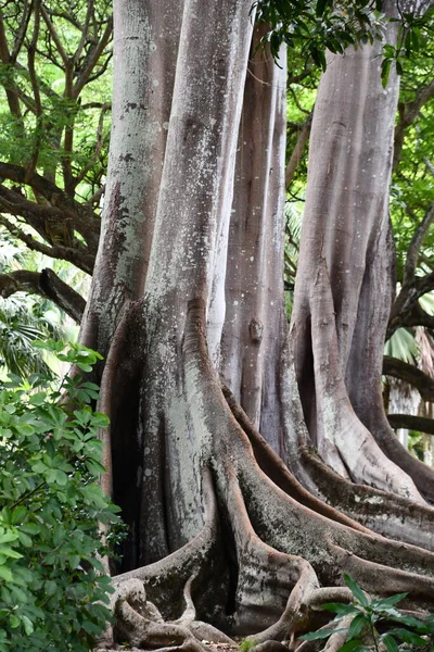 KOLOA HI - 21 AUG: 21 Ağustos 2021 'de ABD' nin Kauai kentindeki Allerton Gardens Ulusal Tropikal Botanik Bahçesinde Moreton Bay Fig Trees görüldü. Bu ağaçlar 