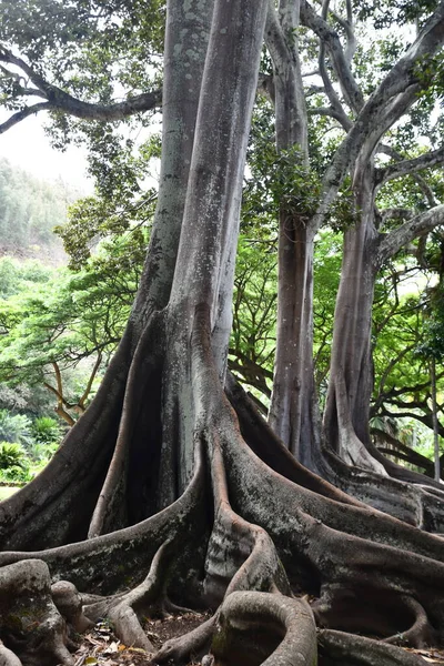 Koloa Αυγούστου Moreton Bay Fig Trees Allerton Gardens National Tropical — Φωτογραφία Αρχείου