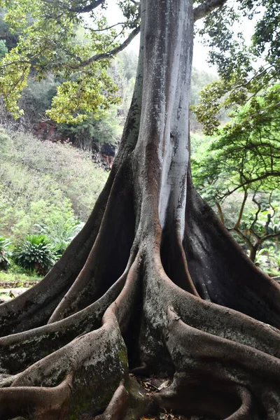 KOLOA HI - 21 AUG: 21 Ağustos 2021 'de ABD' nin Kauai kentindeki Allerton Gardens Ulusal Tropikal Botanik Bahçesinde Moreton Bay Fig Trees görüldü. Bu ağaçlar 