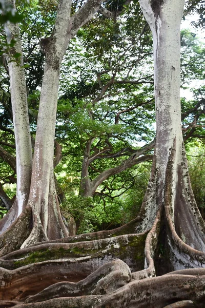 Koloa Aug Moreton Bay Fig Trees Allerton Gardens National Tropical — Fotografia de Stock
