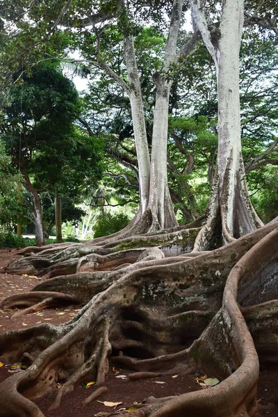 Koloa Aug Moreton Bay Fig Trees Allerton Gardens National Tropical — 스톡 사진