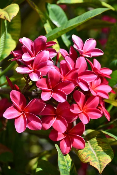 Beestachtige Plumeria Bloemen Hawaï — Stockfoto