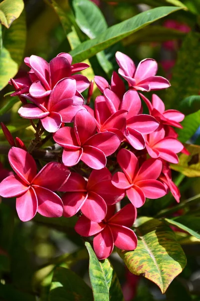 Plumeria Beauitful Flores Havaí — Fotografia de Stock