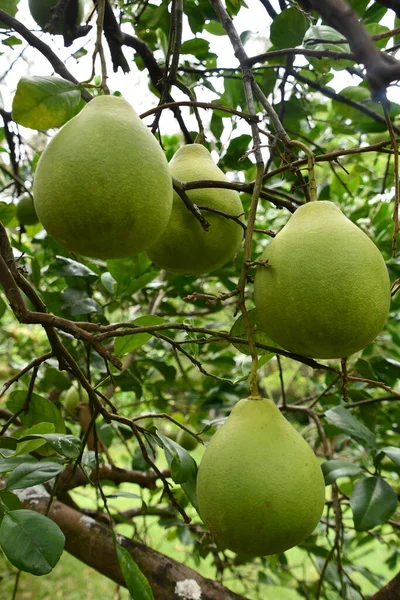 Pomelo Fruto Pendurado Uma Árvore — Fotografia de Stock