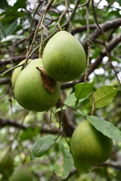 Pomelo Fruto Pendurado Uma Árvore — Fotografia de Stock