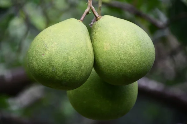 Pomelo Fruto Pendurado Uma Árvore — Fotografia de Stock