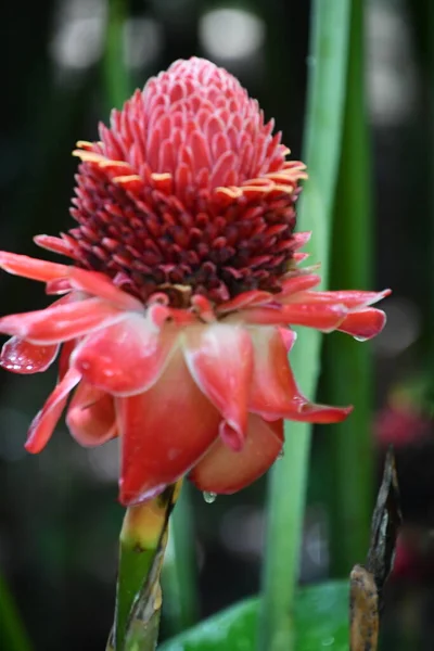 Fiore Rosso Dello Zenzero Della Torcia — Foto Stock