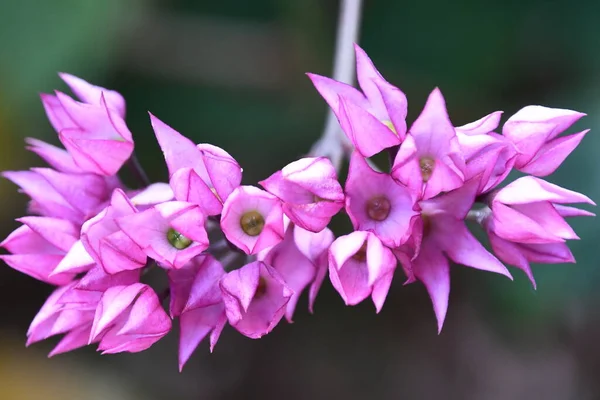 Flores Colores Jardín — Foto de Stock