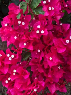 Bahçedeki renkli çiçekler.