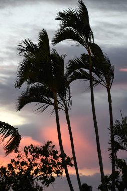 Hawaii 'deki Büyük Ada' da gün batımı