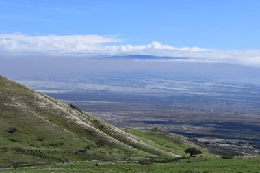 Hawaii 'deki Büyük Ada' da Hawi 'de Kohala Dağı Yolu' nda araba sürüyorum.