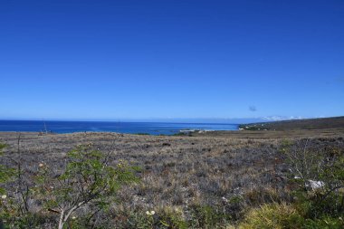 Hawaii 'deki Büyük Ada' da Hawi 'de Kohala Dağı Yolu' nda araba sürüyorum.