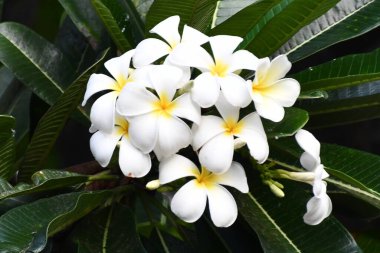 Pretty White Plumeria Flowers