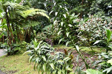 KAILUA-KONA HI - AUG 23: Lava Tubes & Nature Walk at the Mountain Thunder Coffee Plantation in Kailua Kona, Hawaii, as seen on Aug 23, 2021.