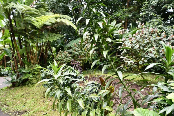 KAILUA-KONA HI - AUG 23: Lava Tubes & Nature Walk at the Mountain Thunder Coffee Plantation in Kailua Kona, Hawaii, as seen on Aug 23, 2021.