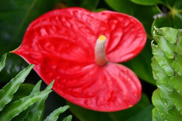 Planta Antúrio Caribe — Fotografia de Stock