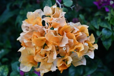 Bahçedeki renkli çiçekler.