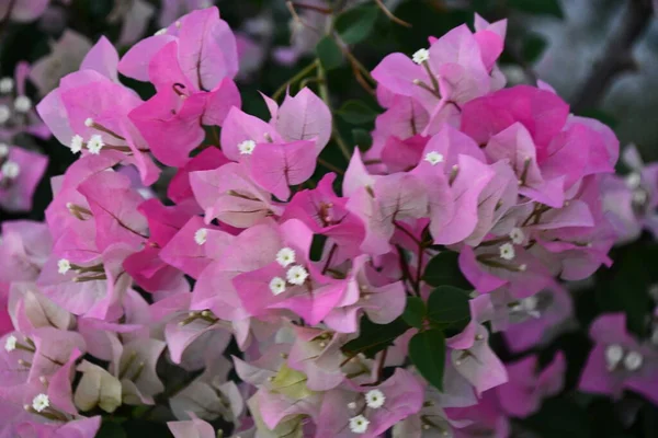 Bunte Blumen Garten — Stockfoto