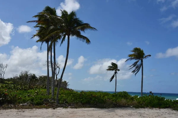 Colliers Public Beach Het East End District Van Grand Cayman — Stockfoto